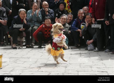 洛陽是什麼動物？洛陽是一座城市還是個動物？